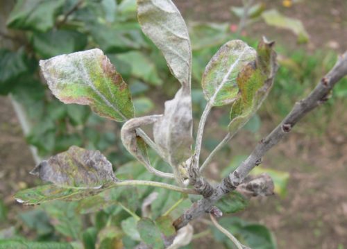Признаки поражения листьев яблони мучнистой росой