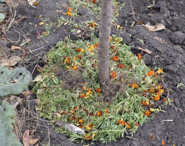 Оранжевые цветки и зеленые стебли бархатцев в приствольном круге яблони