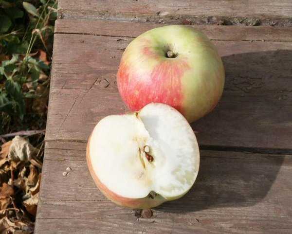 Срез яблока сорта Московская грушовка с белой мякотью сладкого вкуса
