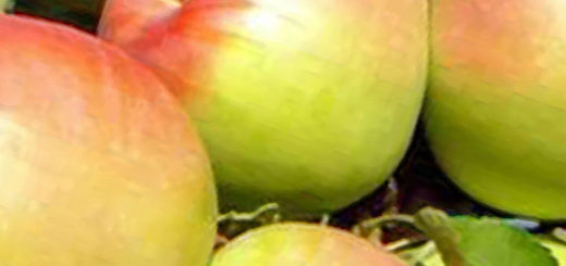 Спелые плоды сорта яблони Орловский синап на дереве