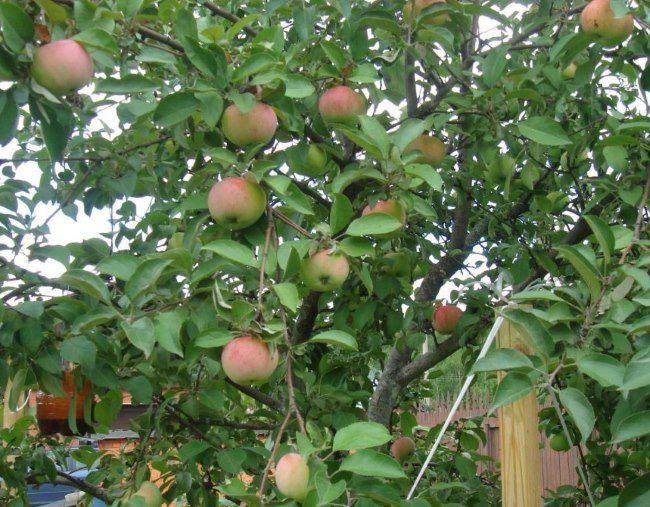 Ветки яблони с наливающимися плодами розово-зеленого окраса