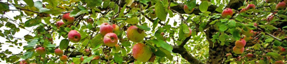 Яблоневый сад в Поволжье и плоды на деревьях
