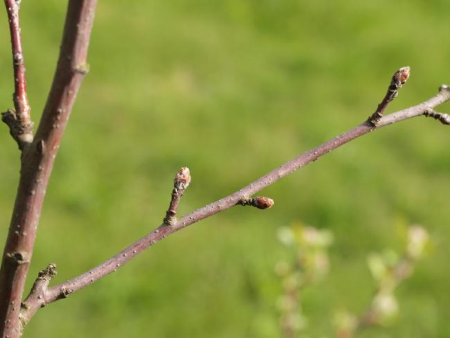 Определение времени первого весеннего полива яблони по набухшим почкам