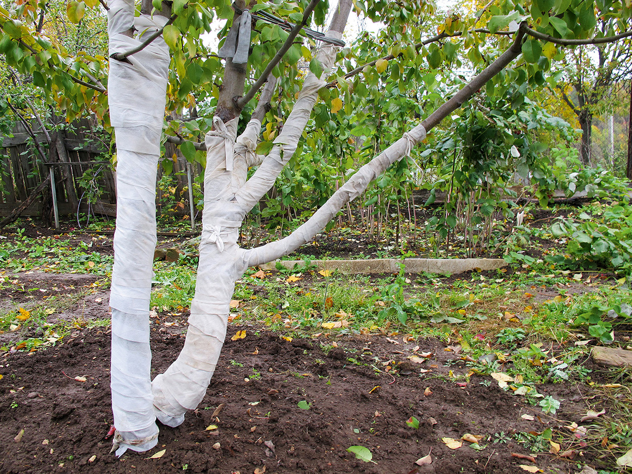 как защитить стволы плодовых деревьев на зиму