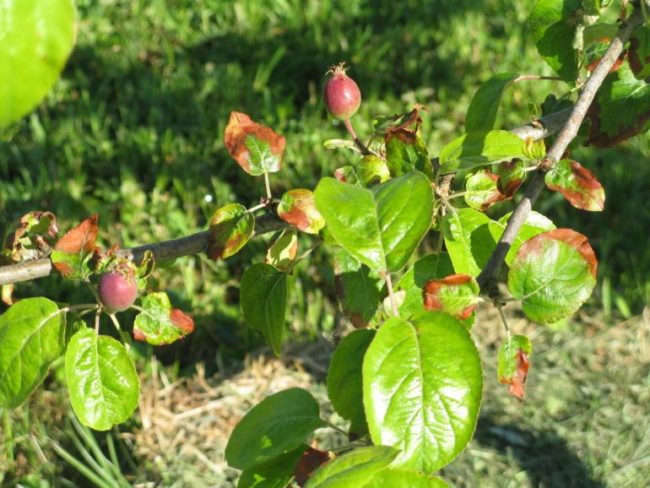 Изменение цвета листовой пластинки яблони при передозировке удобрениями