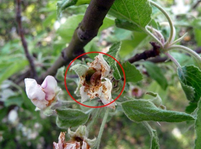 Типичные признаки повреждение бутона яблоневым цветоедом