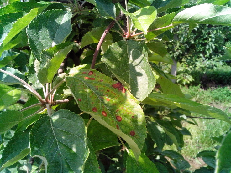 Ржавые листья на яблоне и борьба с ними: как лечить