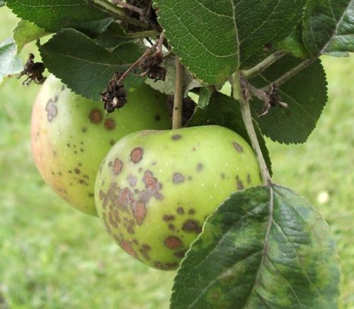 Серо-бурые пятна на плодах яблони при поражении дерева паршой