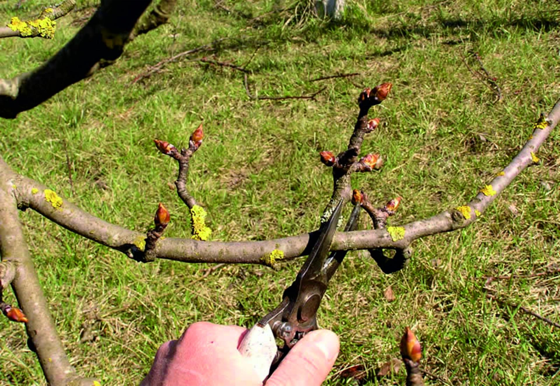 Можно ли обрезать ветки весной. Кербовка яблонь. Опиловка яблони. Обрезание плодовых деревьев весной. Груша Чижовская обрезка весной.