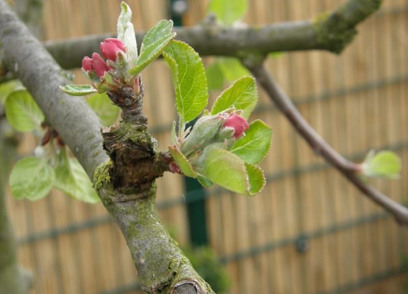 Обрабатываем яблони от вредителей после цветения: чем и как