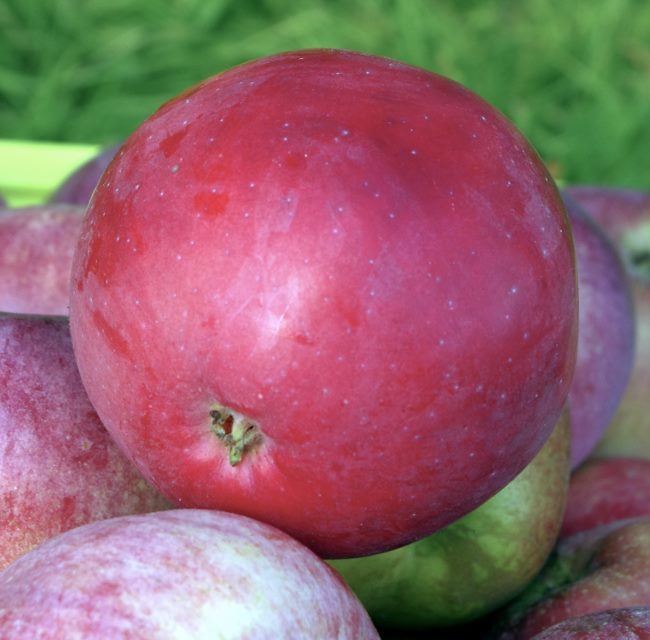Большое яблоко с ярким румянцем красно-бардового цвета сорта Коваленковское