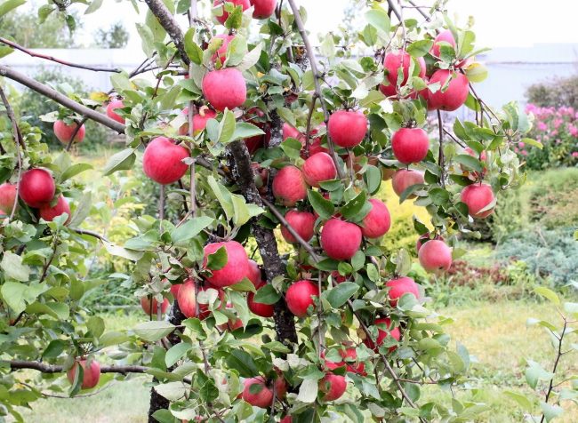 Созревание плодов на яблоне в условиях Средней полосы России