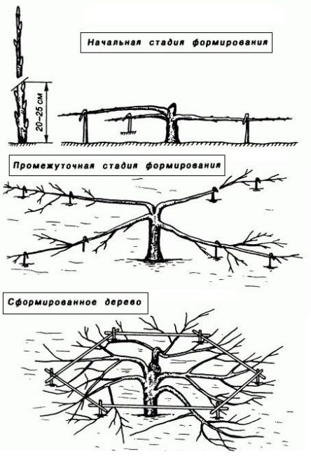 Этапы формирования кроны стланцевой яблони в условиях Сибири