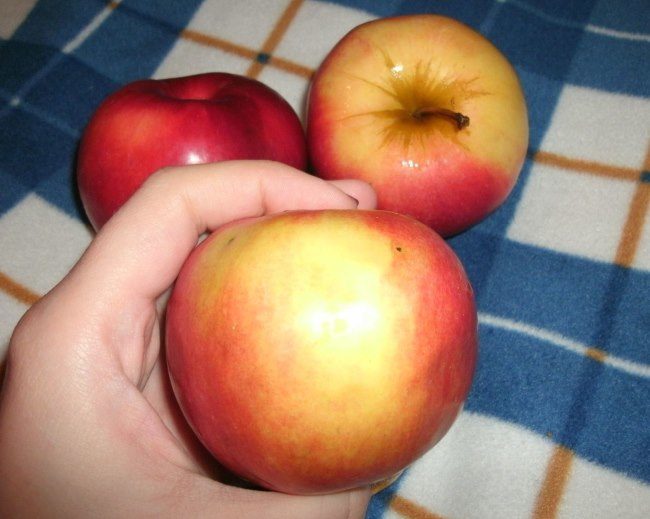 Покровная окраса яблок гибридного сорта Айдаред американской селекции