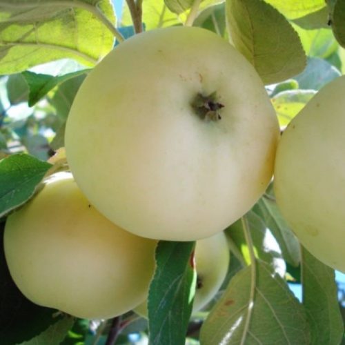 Бледно-желтые плоды яблони гибридного сорта Белый налив в стадии съемной спелости
