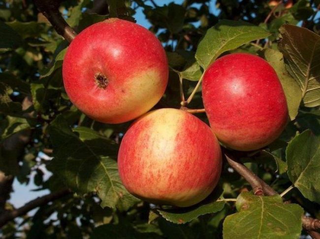 Сорта яблонь для Ярославской области названия, фото, описание