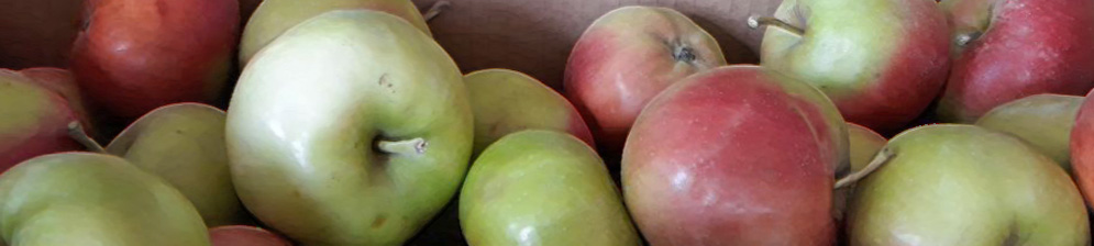 Спелые яблоки собранные в Вологде в коробке