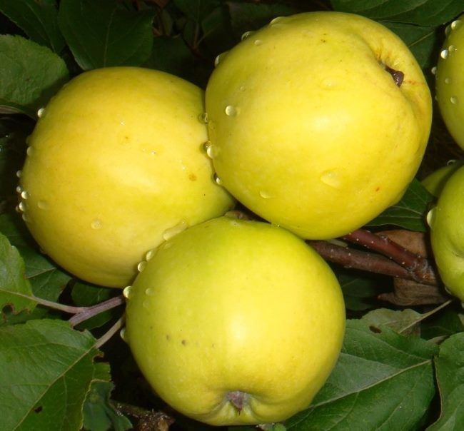 Три желто-зеленых яблока средней величины гибридного сорта Чудное