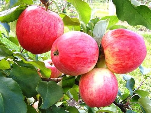 Красная покровная окраска спелых яблок гибридного сорта Зимнее полосатое
