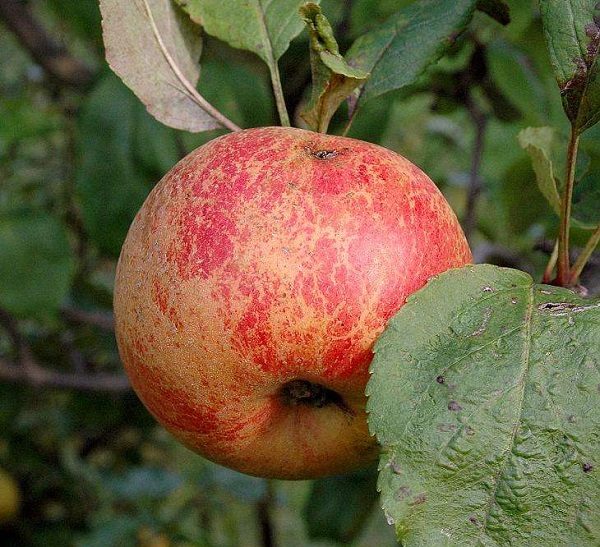 Спелый плод на ветке гибридной яблони сорта Коричневое новое