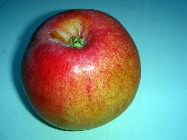 Крупное яблоко желто-красной окраски сорта Витязь позднего срока созревания