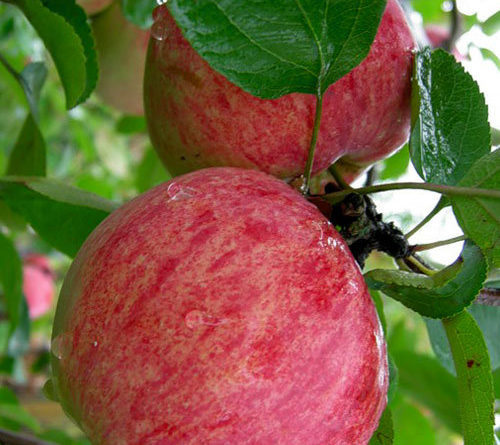 Два спелых яблока на ветке дерева сорта Анис розово-полосатый
