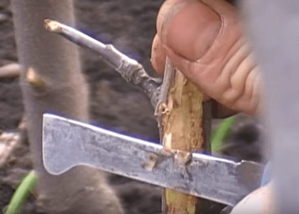 Зачистка ствола молодой яблони перед проведением прививки мостиком