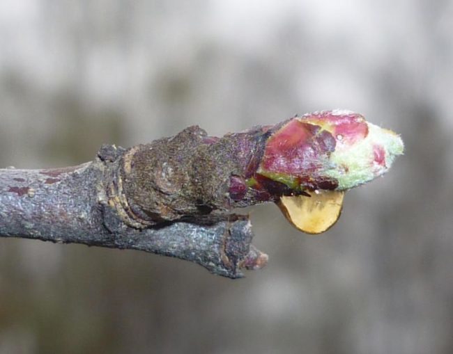 Капля медвяной росы на почке яблони в период начала сокодвижения