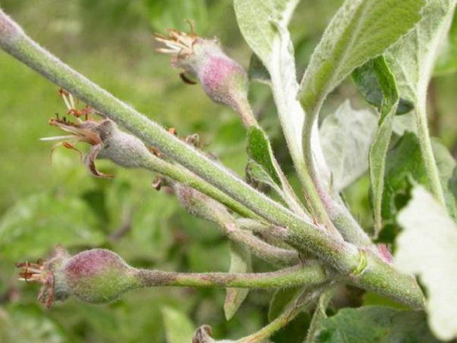 Завязи плодов на ветке яблони в начале летнего периода