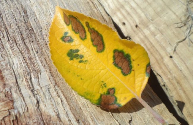 Желтый лист яблони с буро-коричневыми пятнами при грибковом заболевании