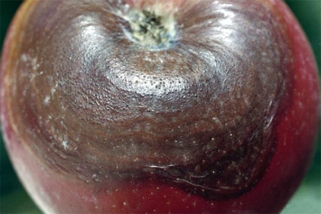 Гниль плода яблони при поражении растения черным раком