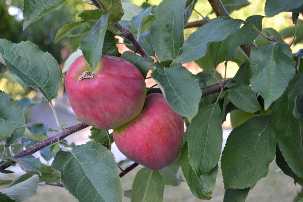 Яблоня осенний полосатый фото и описание