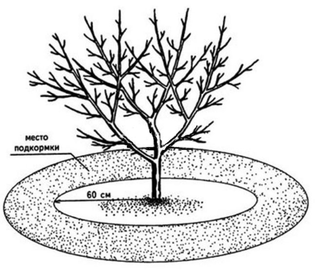 Схема приствольного круга яблони с указанием места внесения весенней подкормки