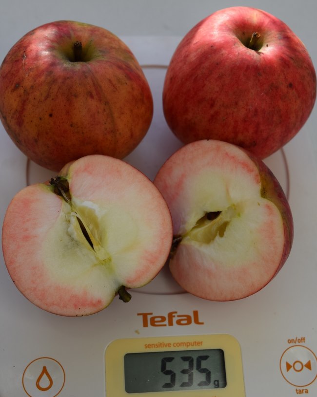 Сорт яблони Осеннее полосатое: фото и описание, отзывы