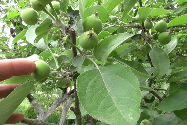 Молодое зеленые яблочки на ветках дерева после ручной нормировки плодоношения