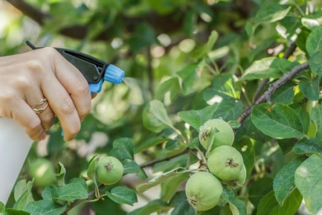 Проведение внекорневой подкормки яблони в начале летнего сезона