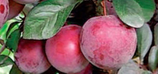 Спелые плоды сливы Орловский сувенир на дереве