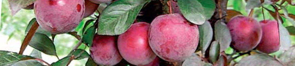 Спелые плоды сливы Орловский сувенир на дереве