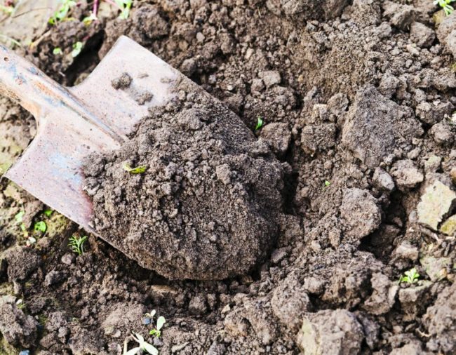Перекопка почвы вокруг яблони штыковой лопатой для уничтожения вредителей