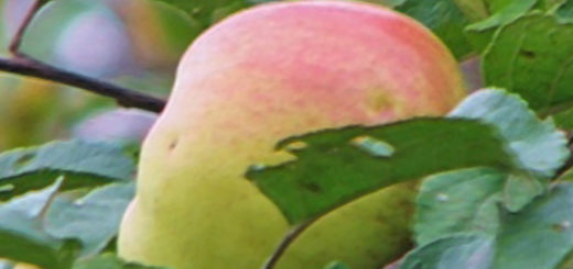 Созревающий плод яблони сорта Богатырь на ветке