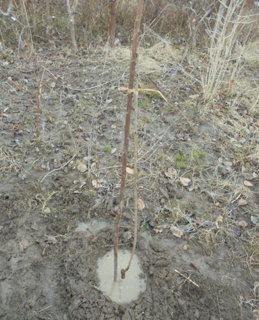 Подвязка саженца яблони к деревянной опоре в посадочной яме