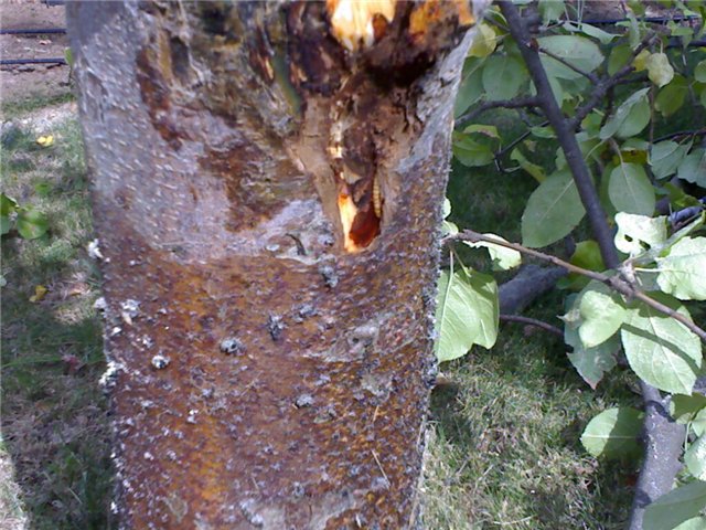 Повреждение коры на стволе яблони личинками жуков-короедов