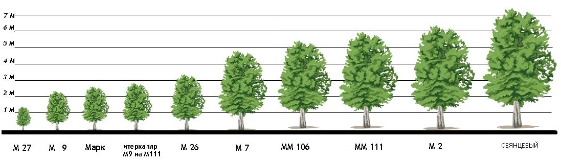 Средняя длина дерева