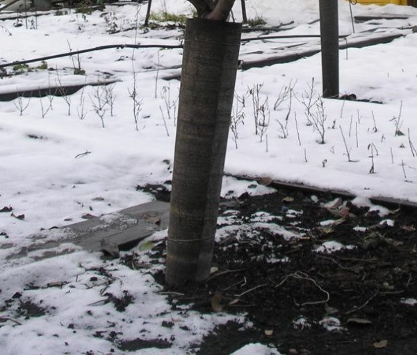 Кусок черного рубероида на центральном стволе сливы в начале зимы