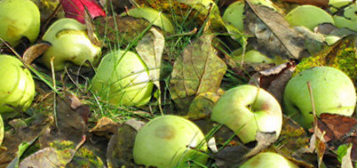 Опавшие лишние плоды с яблони на земле зелёные