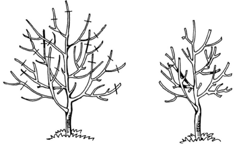Как формировать яблоню весной схема