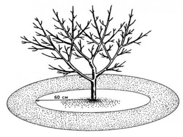 Схема полива саженца яблони по внешнему диаметру приствольного круга