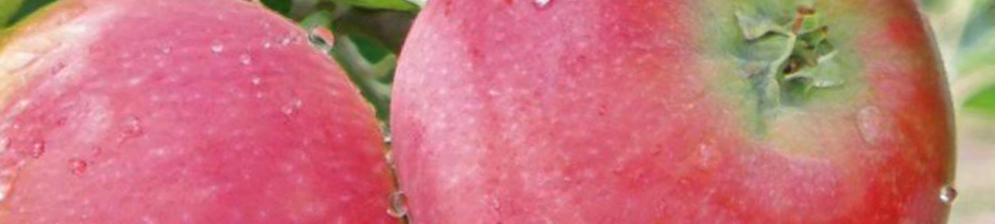 Созревающие плоды яблони сорта Татьяна на ветке с утренней росой на яблоке