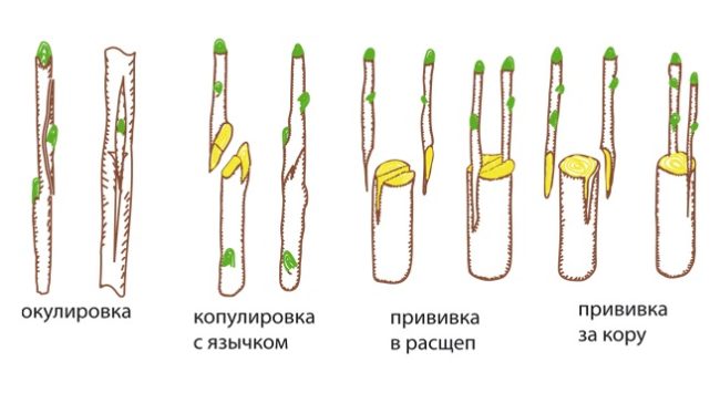 Схемы различных типов прививок для получения сортовой яблони