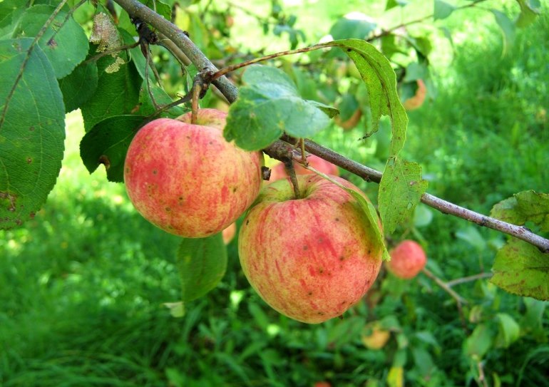 Описание сорта яблони Татьяна: фото, отзывы, посадка